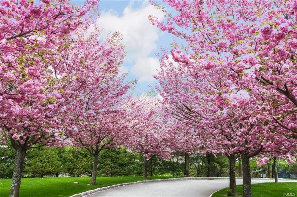 Best Types of Landscaping Trees Designs Ideas Pictures