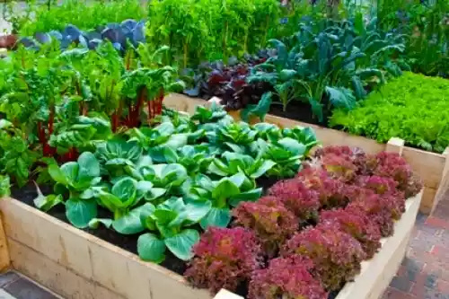 Organic Garden Ideas