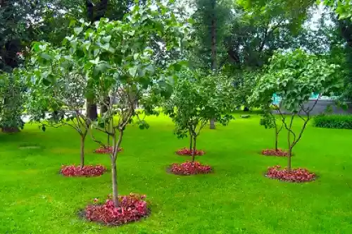 Small Trees For Landscaping