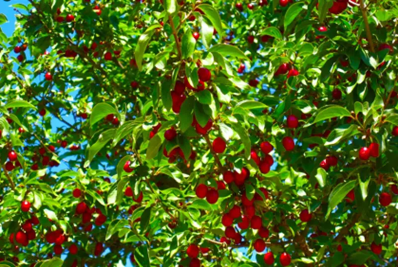 Types of Fruit Trees