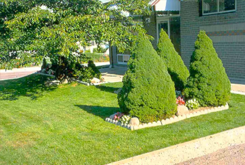 Best Front Yard Trees