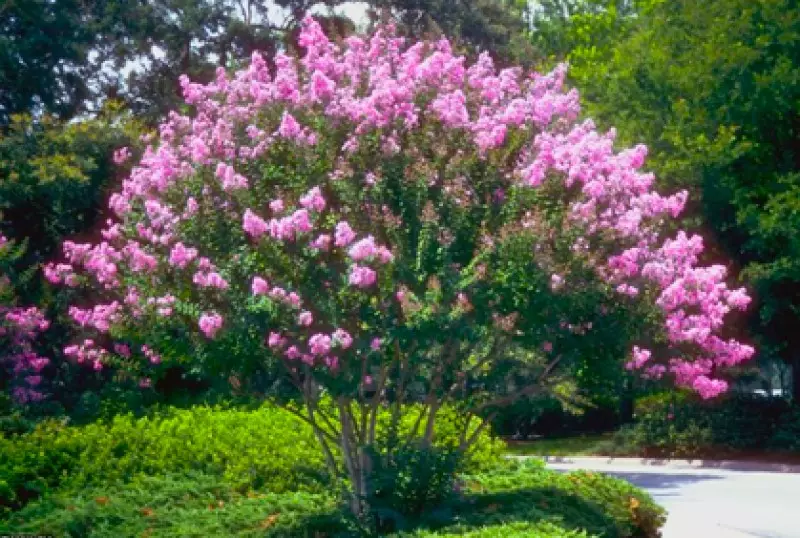 Popular Flowering Trees