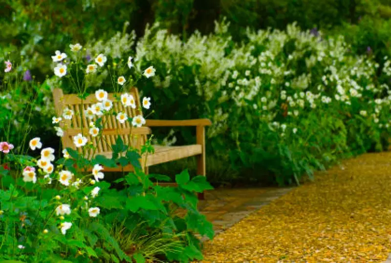 Best Plants for Shade