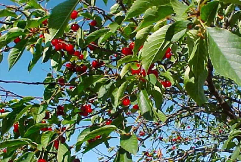 Growing Cherry Trees