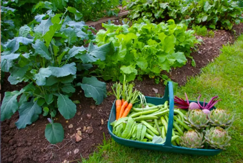 Growing Fruits & Vegetables