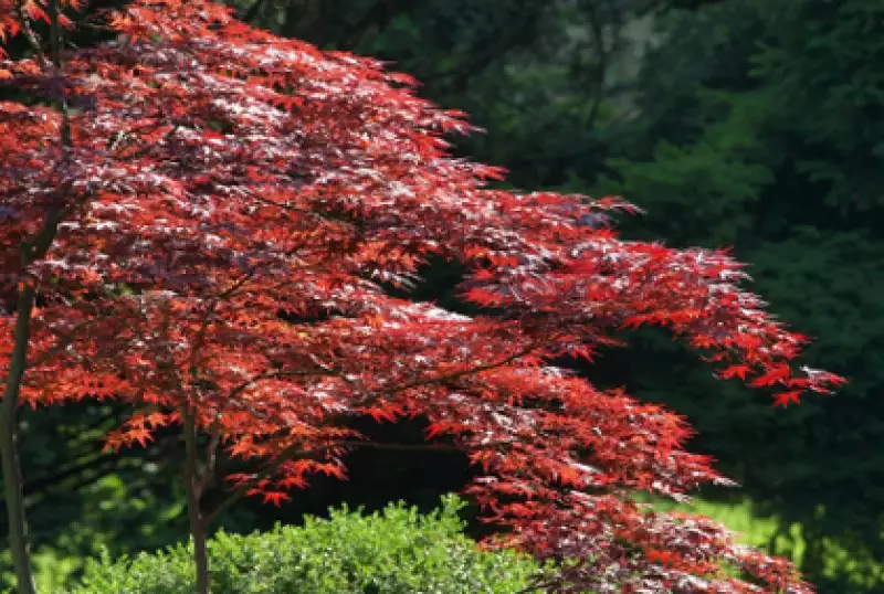 Maple Trees for Landscaping